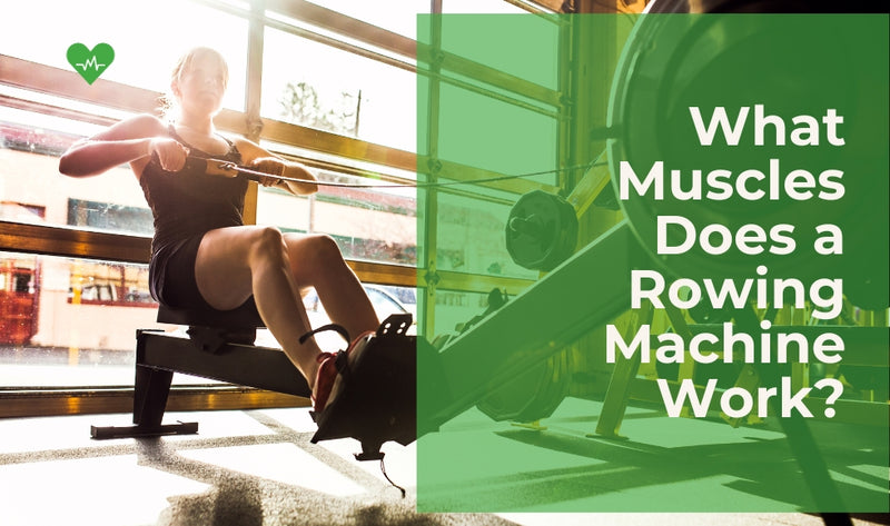 Muscles Used When Using A Rowing Machine What Muscles Does a Rowing Machine Work?